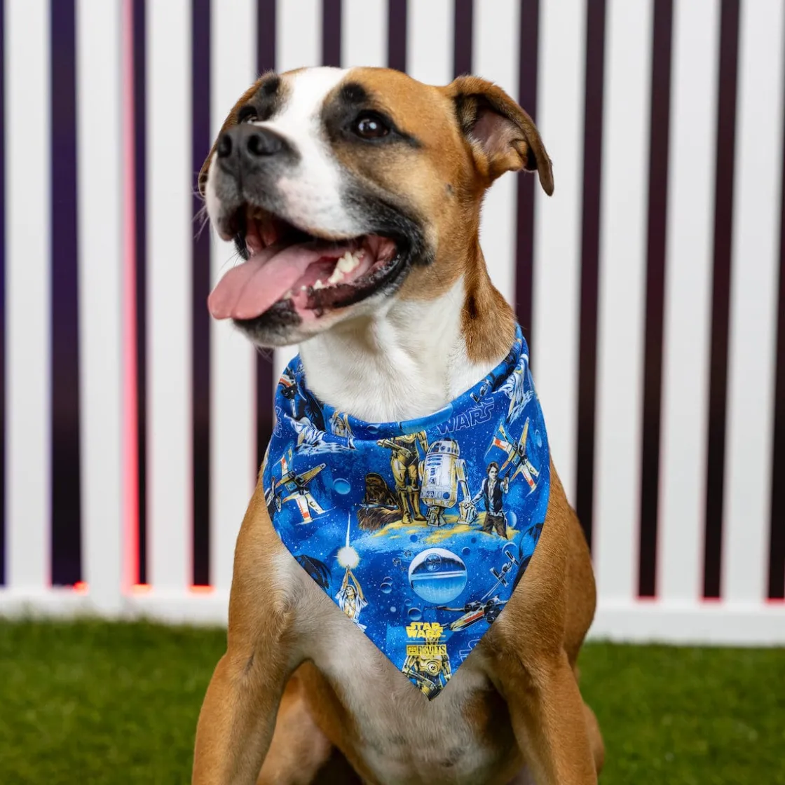Dog Bandanas|Star Wars|Star Wars ™ "Luke Sleepwalker" – Dog Bandana